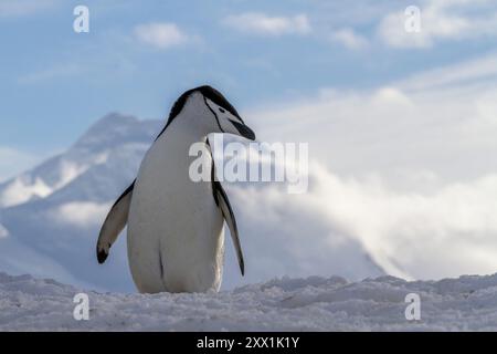 Pinguino adulto (Pygoscelis antarctica), nella colonia di riproduzione di Half Moon Island, Antartide, regioni polari Foto Stock