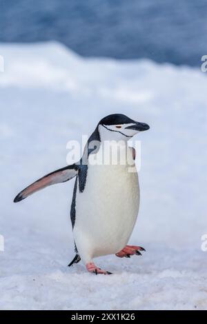 Pinguino Chinstrap (Pygoscelis antartide), nella colonia di riproduzione di Half Moon Island, Antartide, Oceano meridionale, regioni polari Foto Stock