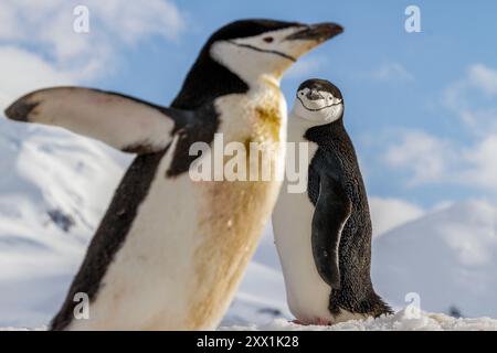 Pinguino adulto con cinghietto (Pygoscelis antartide), colonia di riproduzione a Half Moon Island, Antartide, Oceano meridionale, regioni polari Foto Stock