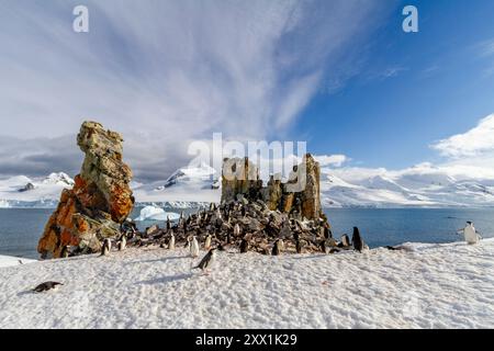 Pinguini Chinstrap (Pygoscelis antartide), colonia di riproduzione a Half Moon Island, Antartide, Oceano meridionale, regioni polari Foto Stock