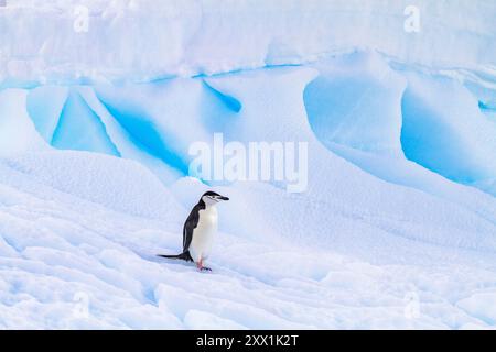 Pinguino Chinstrap (Pygoscelis antartide), nella colonia di riproduzione di Half Moon Island, Antartide, Oceano meridionale, regioni polari Foto Stock