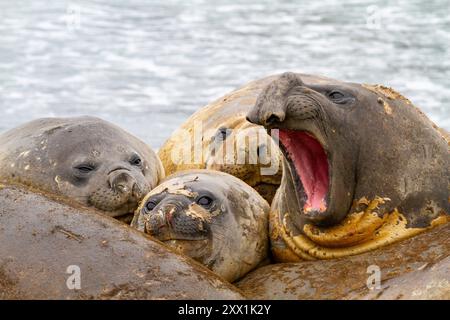 Le foche degli elefanti meridionali (Mirounga leonina), si sono spostate per la loro muta catastrofica annuale (muta) sulla spiaggia di Snow Island, Antartide Foto Stock