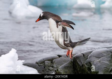 Pinguini gentoo adulti (Pygoscelis papua), ritorno e arrivo dal mare a Booth Island, Antartide, Oceano meridionale, regioni polari Foto Stock