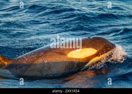 Un grande branco di orche killer di tipo B dello stretto di Gerlache (Orcinus orca), che viaggiano e socializzano nello stretto di Gerlache, in Antartide, nelle regioni polari Foto Stock