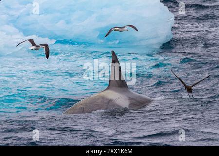 Un piccolo branco di balene assassine di tipo B di ghiaccio (Orcinus orca), subito dopo aver ucciso una foca Weddell nel canale di Lemaire, Antartide, regioni polari Foto Stock