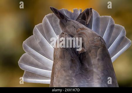 Albatro adulto con sopracciglia nera (Thalassarche melanophrys), primo piano della coda nel sito di nidificazione di New Island, Falklands, Sud America Foto Stock