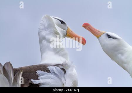 Albatro adulto con sopracciglia nera (Thalassarche melanophrys), coppia in mostra di corteggiamento presso il sito di nidificazione di New Island, Falklands, Sud America Foto Stock