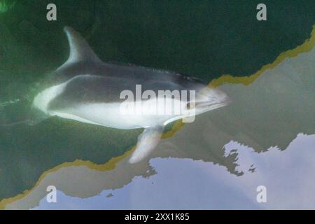 Delfino Peale adulto (Lagenorhynchus australis), cavalcata a prua vicino a New Island nelle Isole Falkland, Sud America Foto Stock