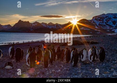 Alba sui pinguini reali (Aptenodytes patagonicus) nella colonia nidificante e riproduttiva di Salisbury Plain, Georgia del Sud, regioni polari Foto Stock