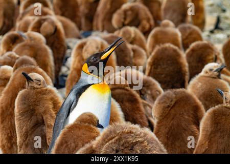 Pinguini reali adulti (Aptenodytes patagonicus) tra pulcini (ragazzi okum) a Salisbury Plain, Georgia del Sud, regioni polari Foto Stock