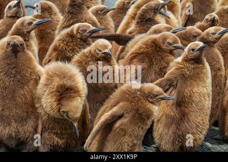 Pinguino reale (Aptenodytes patagonicus) pulcini (ragazzi okum) nella colonia di riproduzione di Gold Harbour, Georgia del Sud, regioni polari Foto Stock