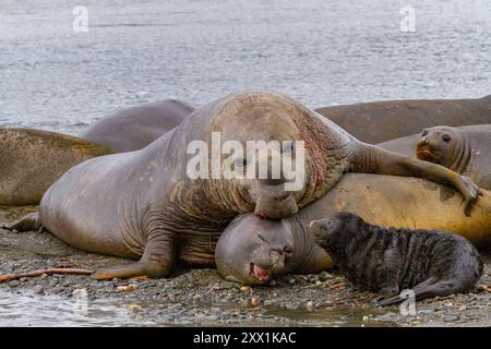 Beachmaster Bull elefante marino meridionale (Mirounga leonina) che tenta di accoppiarsi a Peggotty Bluff, Georgia del Sud, regioni polari Foto Stock