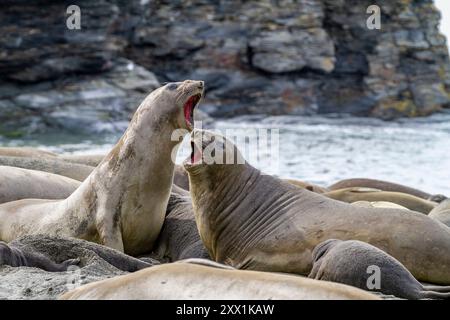 Femmina di elefante del sud (Mirounga leonina) che mostra una leggera aggressione al porto di Moltke nella Georgia del Sud, regioni polari Foto Stock