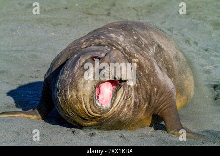 Toro adulto, elefante marino meridionale (Mirounga leonina) che emette un soffietto verso un altro maschio, Gold Harbour, Georgia del Sud, regioni polari Foto Stock