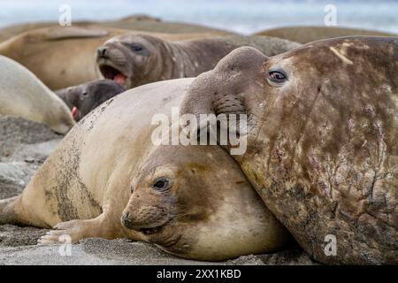 Adulto, toro del maestro di spiaggia, elefante marino meridionale (Mirounga leonina) che tiene la femmina sotto il suo peso, Georgia del Sud, regioni polari Foto Stock