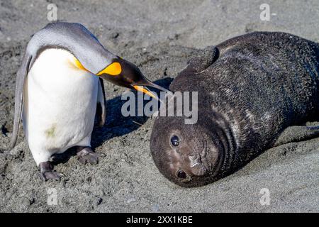 Cucciolo di elefante foca meridionale (Mirounga leonina) che interagisce con il curioso pinguino re al Gold Harbour sulla Georgia del Sud, regioni polari Foto Stock