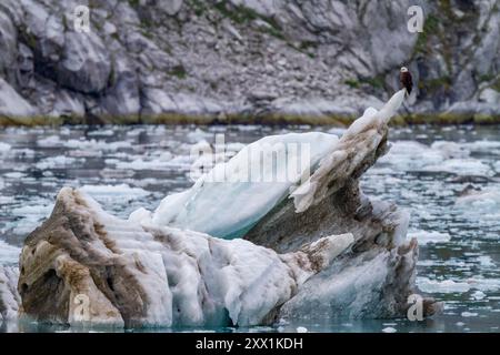 Aquila calva adulta (Haliaeetus leucocephalus) sull'iceberg vicino al ghiacciaio Johns Hopkins, Alaska sud-orientale, Stati Uniti d'America, Nord America Foto Stock