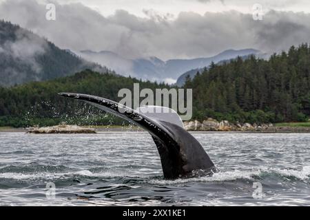 Megattere adulte (Megaptera novaeangliae) tuffarsi in Inian Pass, Alaska sud-orientale, Oceano Pacifico, Stati Uniti d'America, Nord America Foto Stock