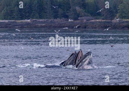 Megattere adulte (Megaptera novaeangliae), alimentazione con reti da bolla in collaborazione, Alaska sud-orientale, Stati Uniti d'America, Nord America Foto Stock