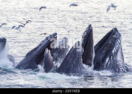 Megattere adulte (Megaptera novaeangliae) che alimentano le reti a bolle d'aria nello Snow Pass, Alaska, Stati Uniti d'America, Nord America Foto Stock