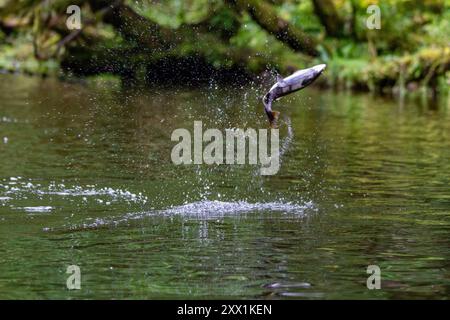 Salmone rosa saltato (Oncorhynchus gorbuscha) che si riunisce per la riproduzione al lago Eva sull'isola di Chichagof, Alaska, Stati Uniti d'America, Nord America Foto Stock