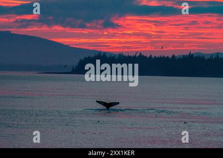 Megattere adulte (Megaptera novaeangliae) tuffarsi nello Snow Pass al tramonto, Alaska sud-orientale, Stati Uniti d'America, Nord America Foto Stock