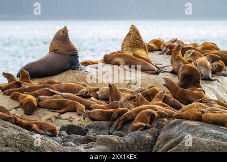 I leoni marini del nord (Eumetopias jubatus) si sono imbarcati su South Marble Island nel Glacier Bay National Park, Alaska Foto Stock