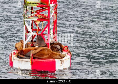 Leoni marini settentrionali (Steller) (Eumetopias jubatus) trasportati sulla boa del WN appena fuori Petersburg, Alaska, Stati Uniti d'America, Nord America Foto Stock