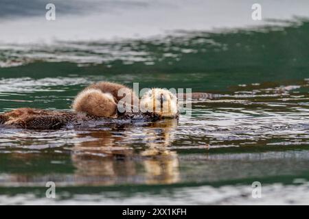 Lontra di mare adulta (Enhydra lutris kenyoni) con il suo cucciolo sul petto a Inian Pass, Alaska sudorientale, Oceano Pacifico, Stati Uniti d'America Foto Stock