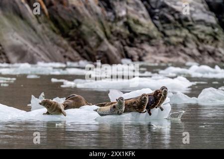 Foche del porto (Phoca vitulina) trasportate su ghiaccio ricavato dal ghiacciaio South Sawyer, Alaska sudorientale, Stati Uniti d'America, Nord America Foto Stock