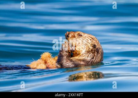 Lontra di mare adulta (Enhydra lutris kenyoni) che mangia ricci che ha raccolto al largo del fondo marino a Inian Pass, Alaska sud-orientale, Oceano Pacifico Foto Stock