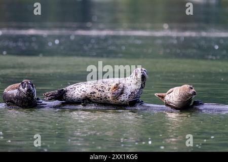 Foche del porto (Phoca vitulina) trasportate su un tronco sommerso nel Misty Fjord National Monument, Alaska sud-orientale, Stati Uniti d'America Foto Stock