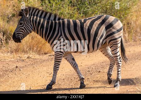 Zebra, Parco Nazionale di Pilanesberg, Provincia del Nord Ovest, Sud Africa, Africa Foto Stock