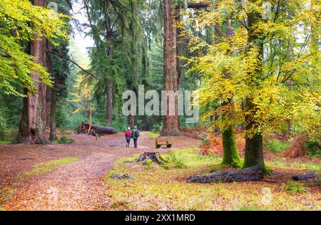 Blackwater Tall Trees Trail nel New Forest National Park, Hampshire, Inghilterra, Regno Unito, Europa Foto Stock