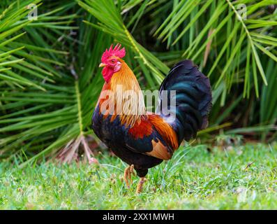 Galletto selvatico nella riserva naturale di Spittal Pond, Smith's, Bermuda, Atlantic, Nord America Foto Stock
