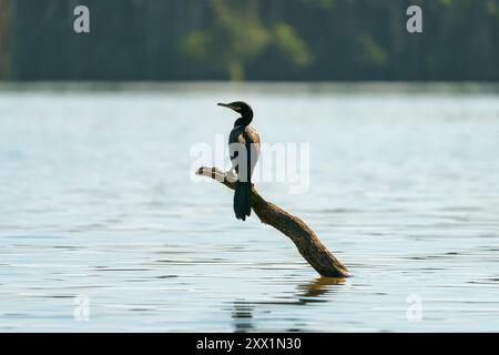 Cormorano neotropo (Phalacrocorax brasilianus, Phalacrocorax olivaceus, Nannopterum brasilianum), lago Sandoval, riserva nazionale di Tambopata Foto Stock