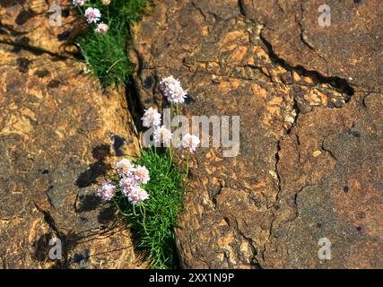 Thrift near Marwick Head, Mainland, Isole Orcadi, Scozia, Regno Unito, Europa Foto Stock