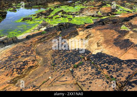 Dettagli della roccia vicino a Marwick Head, Mainland, Isole Orcadi, Scozia, Regno Unito, Europa Foto Stock