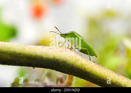 Cimice verde (Chinavia hilaris), Francia, Europa Foto Stock