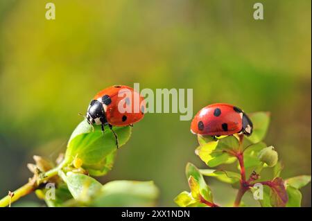 Coccinella septempunctata a sette punti, Francia, Europa Foto Stock