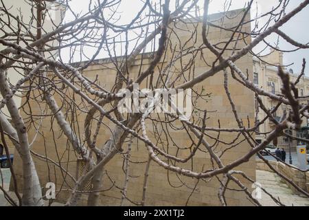 Rami di fico senza foglie. Siccità invernale. Cielo nuvoloso. Senza foglio . Fico verde non maturo senza foglie appese su un ramo asciutto. Frutta di fico . Angelo f Foto Stock