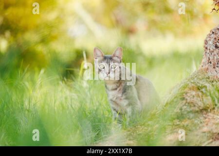 Gatto in natura. Il gatto del tabby grigio con la punta dell'orecchio tagliata puzza l'aria in un parco. Immagine ariosa, sognante, leggera Foto Stock