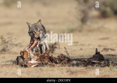 Il lupo indiano è una sottospecie di lupo grigio che va dal sud-ovest dell'Asia al subcontinente indiano ed è una delle specie più minacciate. Foto Stock