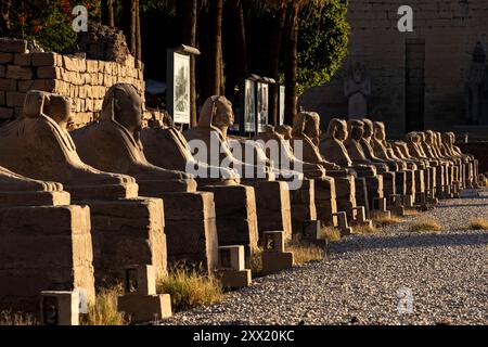 Tempio di Luxor, viale delle sfingi, avvicinamento al primo phylon, Luxor, Egitto, Nord Africa, Africa Foto Stock