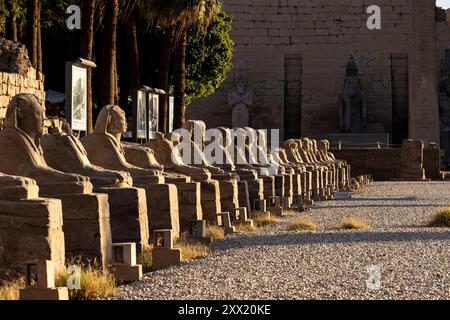 Tempio di Luxor, viale delle sfingi, avvicinamento al primo phylon, Luxor, Egitto, Nord Africa, Africa Foto Stock