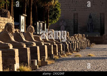 Tempio di Luxor, viale delle sfingi, avvicinamento al primo phylon, Luxor, Egitto, Nord Africa, Africa Foto Stock