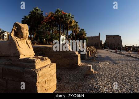 Tempio di Luxor, viale delle sfingi, avvicinamento al primo phylon, Luxor, Egitto, Nord Africa, Africa Foto Stock