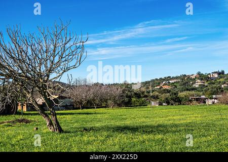 menhir di arenaria con misteriosi simboli inscritti, risalente al 6000-4500 AC, nelle colline asciutte vicino vale Fuzeiros, Algarve, Portogallo. Foto Stock