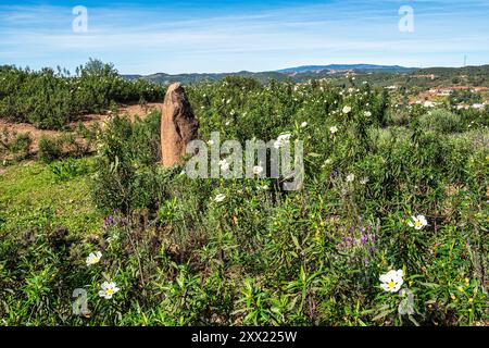 Menir di arenaria risalente al 6000-4500 a.C. sulle colline asciutte vicino a vale Fuzeiros, Algarve in Portogallo. Circuito Arqueologico da Vilarinha Foto Stock