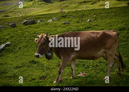 Ritratto di una mucca che indossa una campana intorno al collo in un prato alpino, in Svizzera Foto Stock